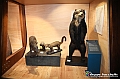 VBS_0918 - Riapre il Museo di Scienze Naturali dopo dieci anni di chiusura